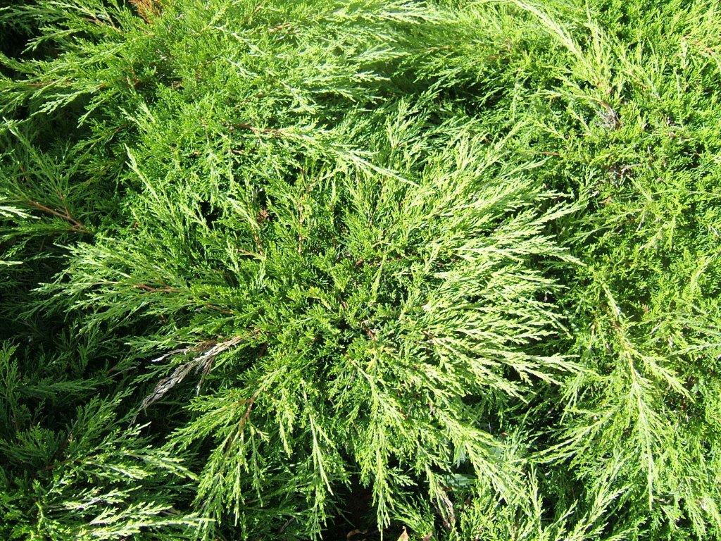 Juniperus sabina Junsab Savin Juniper, Savin, Conifer