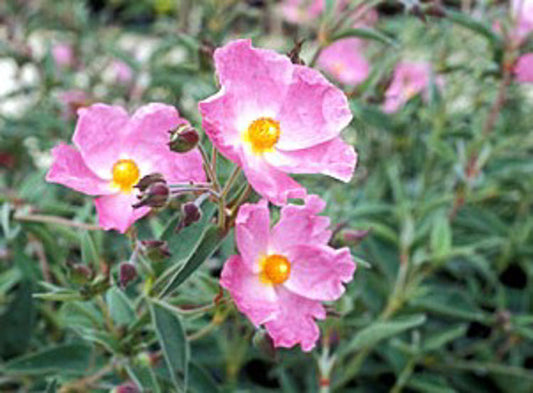 Cistus argenteus Silver Pink CisargSP Rockrose