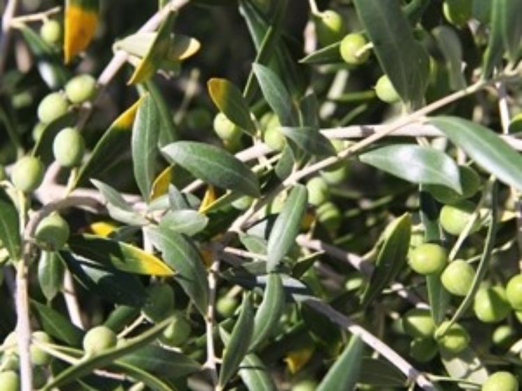 Olea europaea Garden Harvest OleeurGH Dwarf Olive