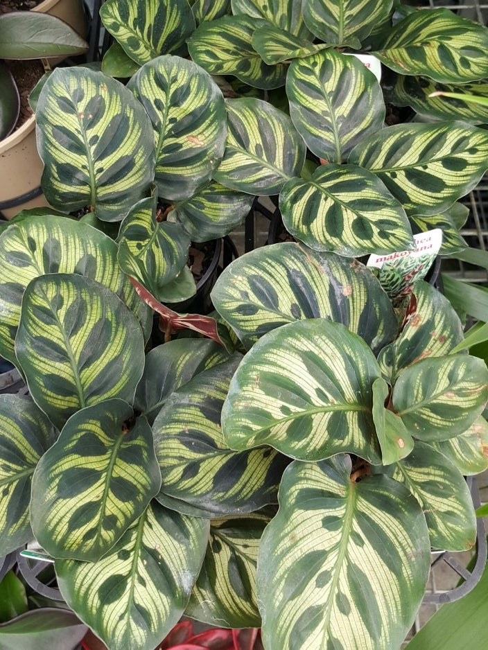 Calathea makoyana Calmak Zebra Plant, Peacock Plant, Rattlesnake Plant, Prayer Plant