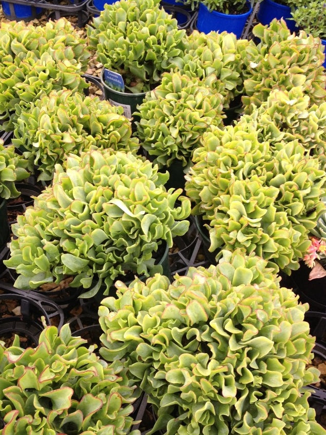 Crassula arborescens undulatifolia Craau Crinkle Jade, Silver Dollar Plant, Succulent