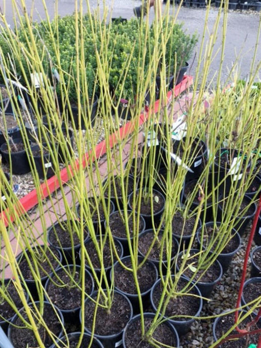 Cornus sericea Flaviramea CorserFla Golden Twig Dogwood, Yellow Twig 200mm