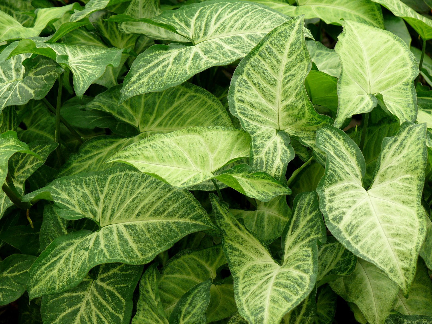 Syngonium podophyllum White Butterfly SynpodWB Arrowhead Plant