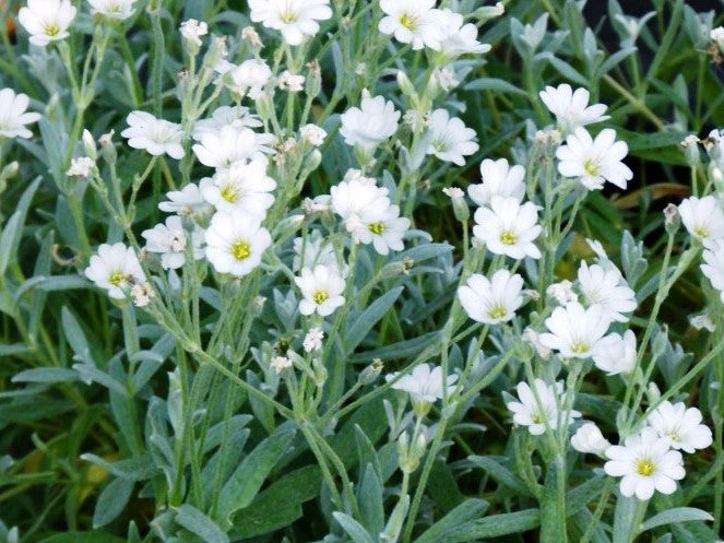 Cerastium tomentosum Certom Snow In Summer