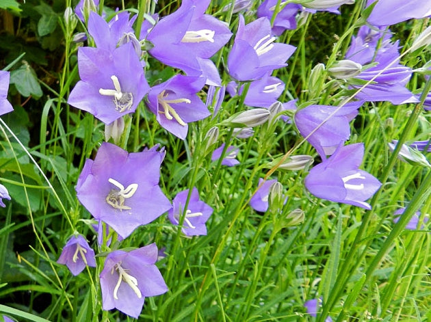 Campanula persicifolia Camper Peach Leaved Bellflower