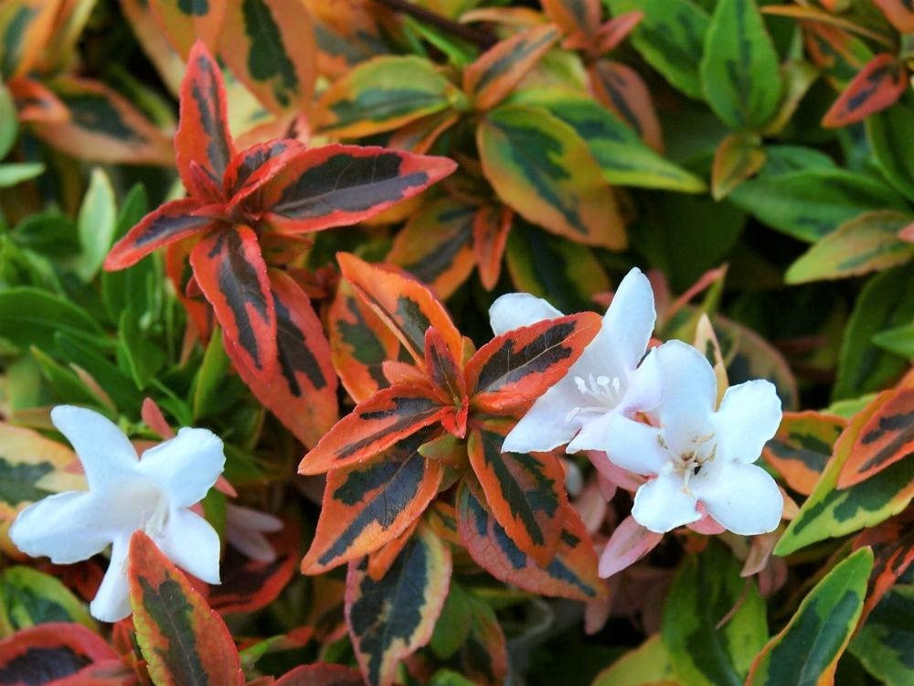 Abelia grandiflora Kaleidoscope PBR AbegraKal Glossy Abelia 200mm