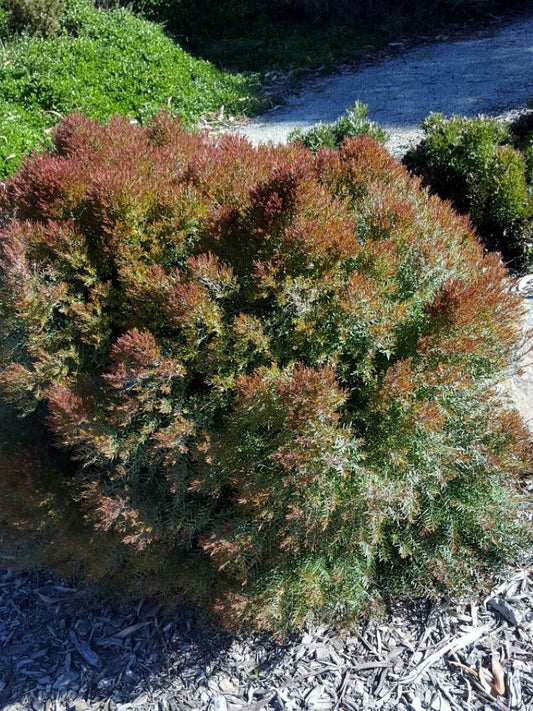 Melaleuca linariifolia Claret Tops MellinCT Snow in Summer, Narrow Leaved Paperbark, Flax Leaved Paperbark