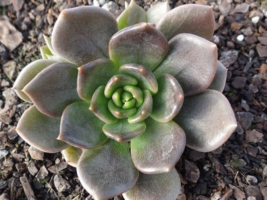 Echeveria affinis Black Prince EchaffBP Black Echeveria, Mexican Hens and Chicks, Succulent