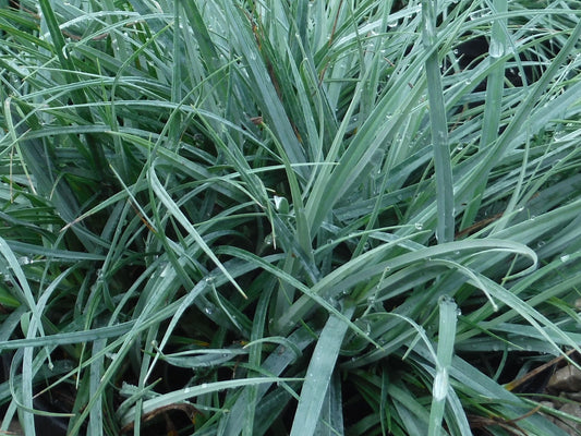 Carex glauca Cargla Blue Sedge, Grey Sedge, Glaucous Sedge 70mm