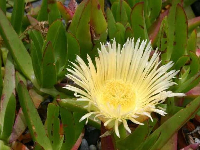 Carpobrotus edulis Yellow CareduYe Pigface, Ice Plant, Hottentot Fig,