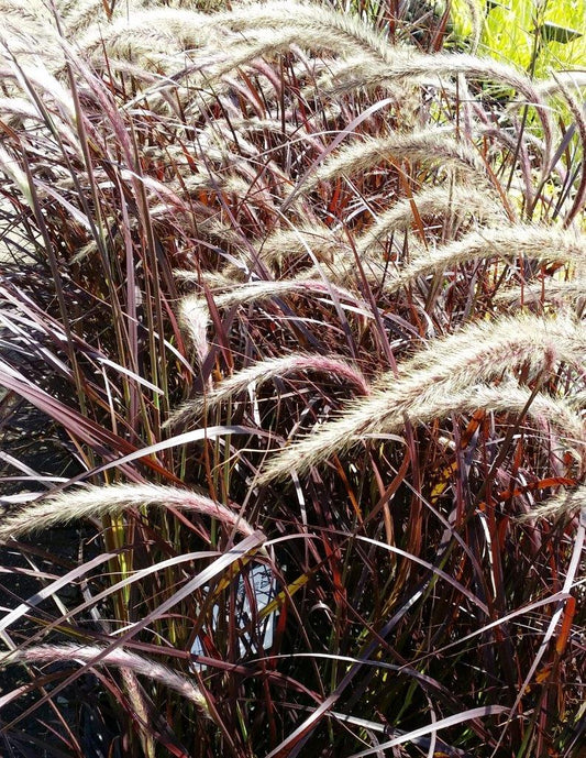 Pennisetum setaceum Rubra PensetRu Red Fountain Grass, Crimson Fountain Grass 140mm