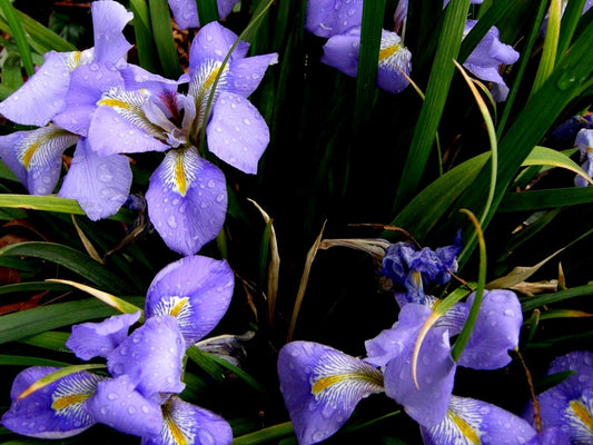 Iris unguicularis Iriung Algerian Iris