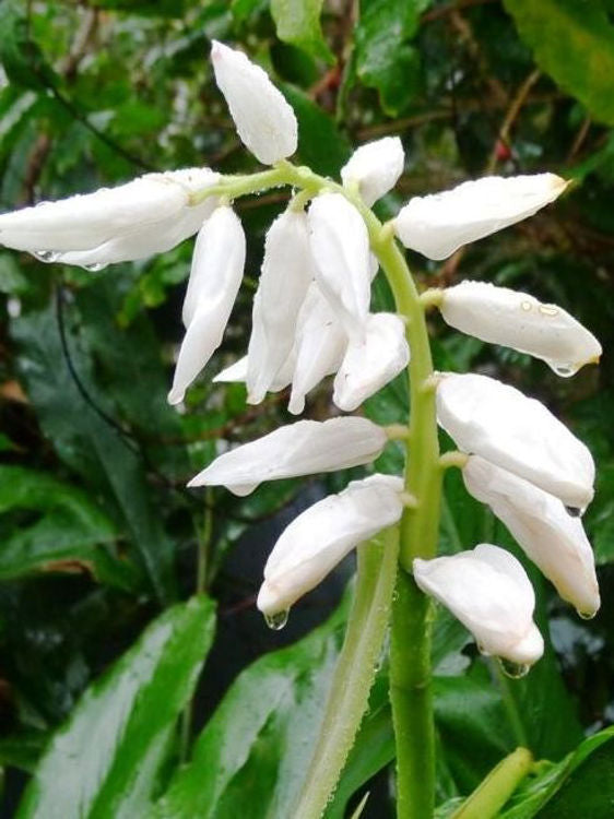 Alpinia nutans Alpnut Dwarf Cardamon Ginger, False Cardamom, Cinnamon Ginger 200mm