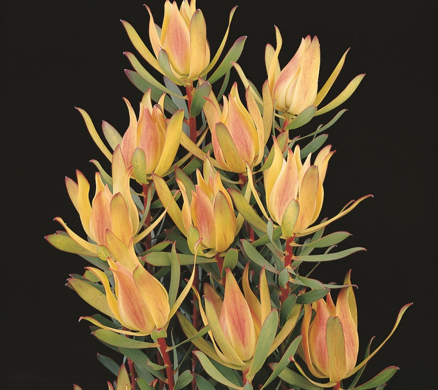 Leucadendron laureolum salignum Maui Sunset LeulsMS Conebush