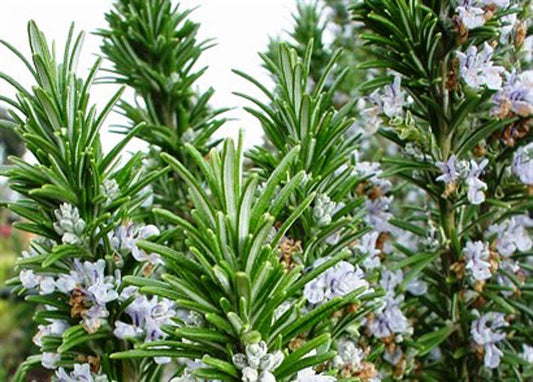 Rosmarinus officinalis Gallipoli RosoffGal Rosemary 140mm