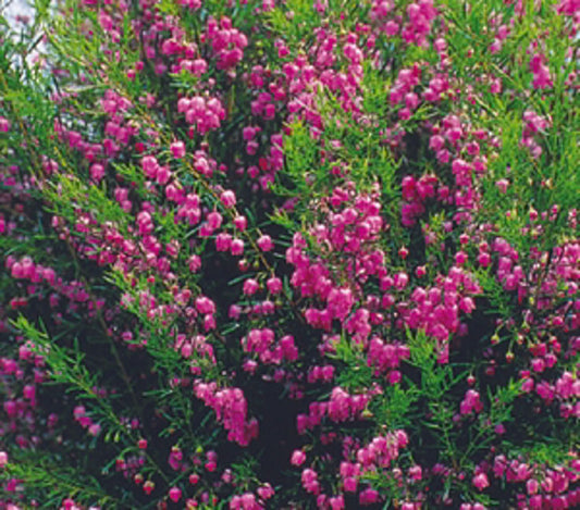 Boronia heterophylla Just Margaret BorhetJM Red Boronia