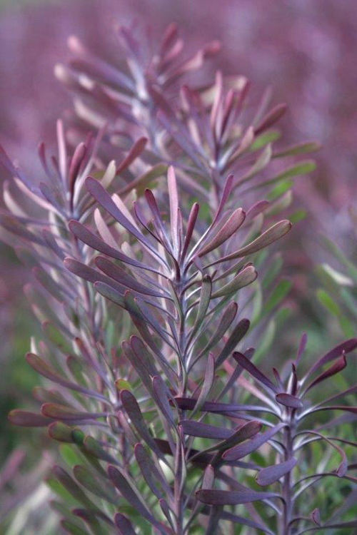 Leucadendron galpinii Purple Haze LeugalPH Conebush, Female