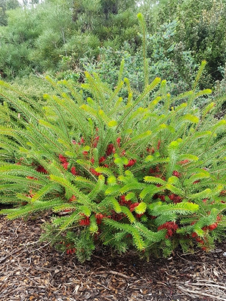 Calothamnus quadrifidus Prostrata CalquaPr Prostrate One Sided Bottlebrush 140mm