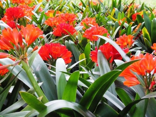 Clivia miniata Belgian Hybrid CliminBH Kaffir Lily, Bush Lily, Natal Lily