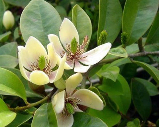 Michelia figo Micfig Syn Magnolia figo, Port Wine Magnolia, Fragrant Magnolia