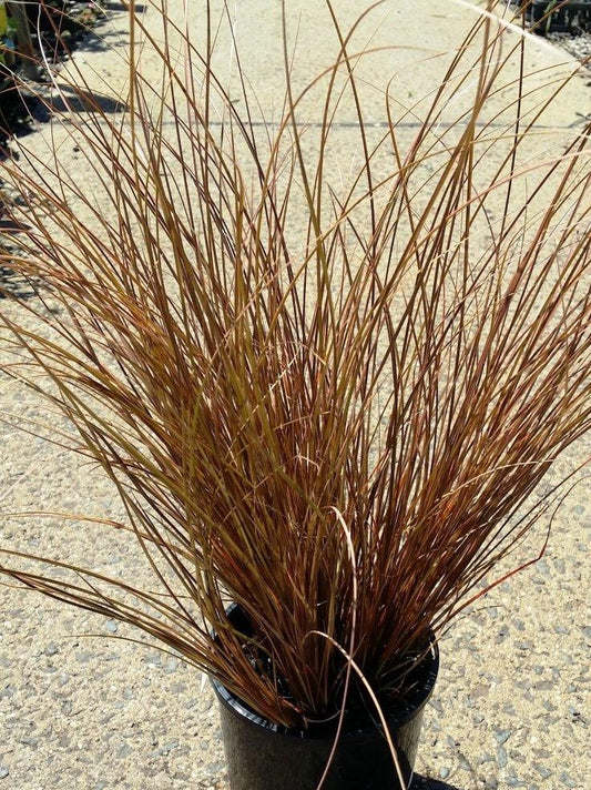 Carex buchananii Carbuc Leatherleaf Sedge, Leather Leaf Sedge