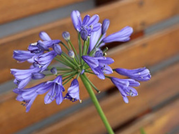 Agapanthus hybrida Bingo Blue PBR AgahybBB Lily of the Nile, African Lily, ANDbin