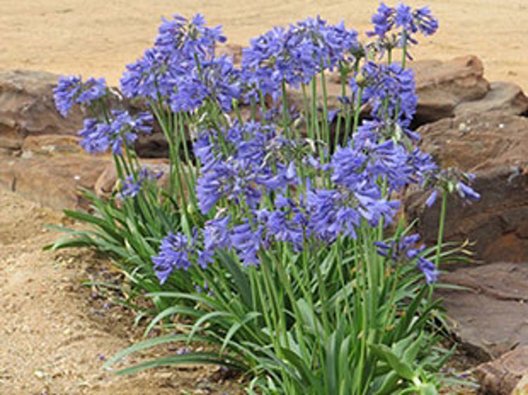 Agapanthus hybrida Bingo Blue PBR AgahybBB Lily of the Nile, African Lily, ANDbin