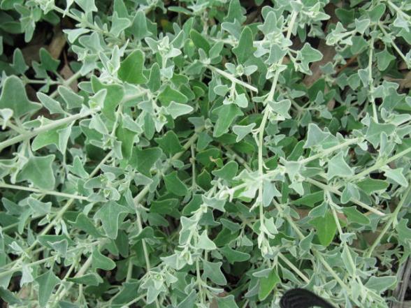 Rhagodia spinescens Rhaspi Spiny Saltbush, Berry Saltbush, Hedge Saltbush