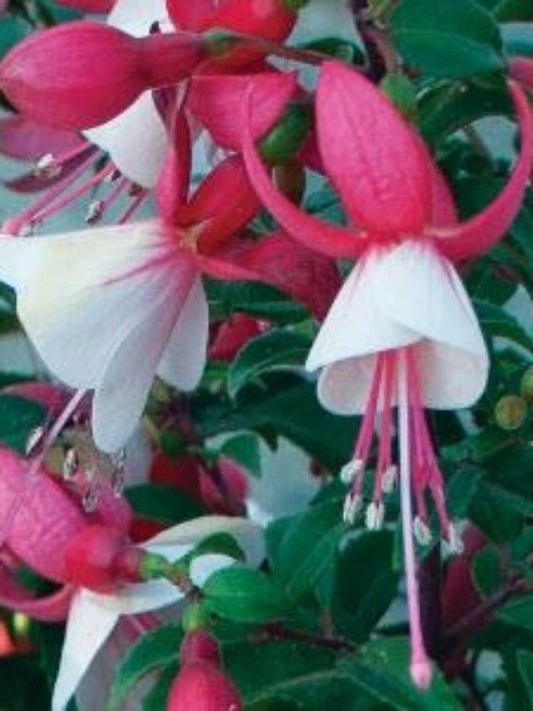 Fuchsia hybrida Charm Neon White FuchybCNW 140mm