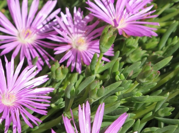 Mesembryanthemum hybrida Mauve MeshybMa Pigface, Succulent