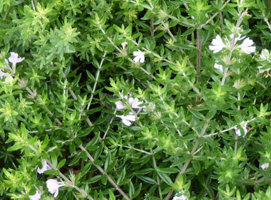 Westringia fruticosa Wesfru Native Rosemary, Coastal Rosemary, Coast Rosemary