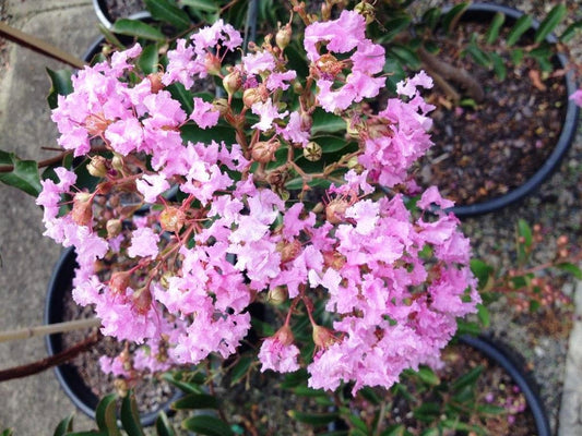 Lagerstroemia indica fauriei Lipan LagifLip Purple Crepe Myrtle 200mm
