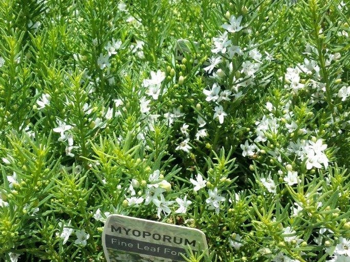 Myoporum parvifolium Fine Leaf White MyoparFLWh Creeping Boobialla, Creeping Myoporum