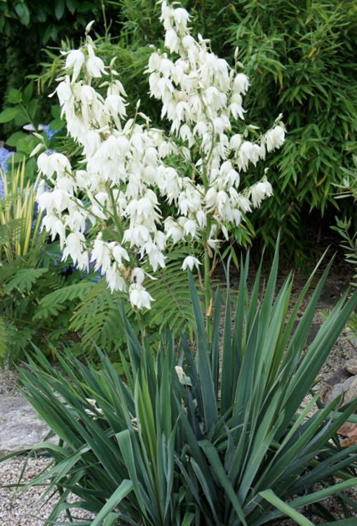 Yucca Thread Yucca filamentosa Yucfil Adams Needle and Thread 140mm – awesomeplants