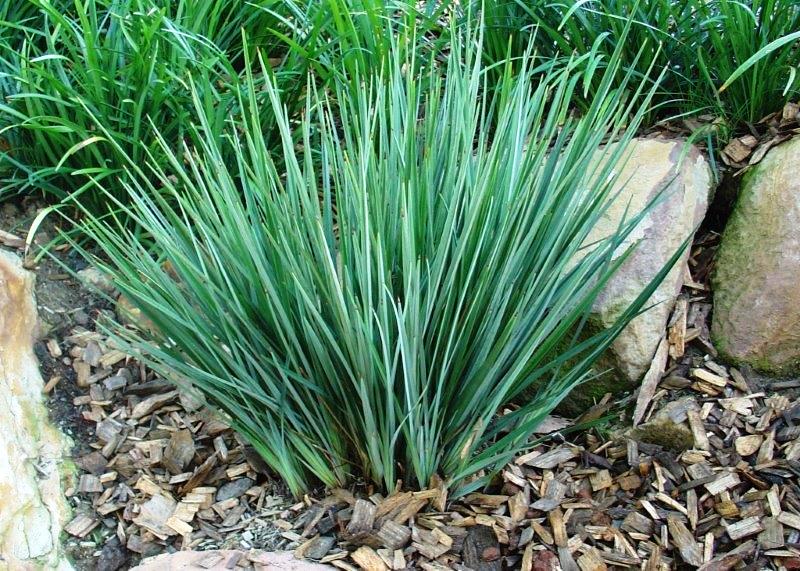 Dianella revoluta Little Rev PBR DiarevLR Black Anther Flax Lily, Blueberry Flax Lily, Spreading Flax Lily, DR5000