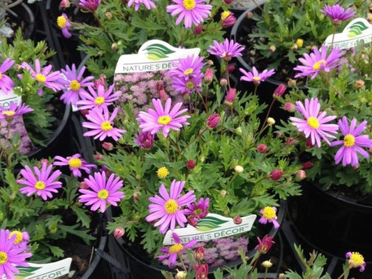 Brachyscome angustifolia Brasco Violet BraangBV Stiff Daisy, Grassland Daisy 140mm