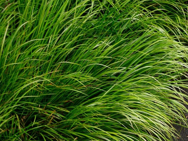 Acorus gramineus Acogra Grass Leaf Sweet Flag Dwarf Sedge Japanese Sweet Flag