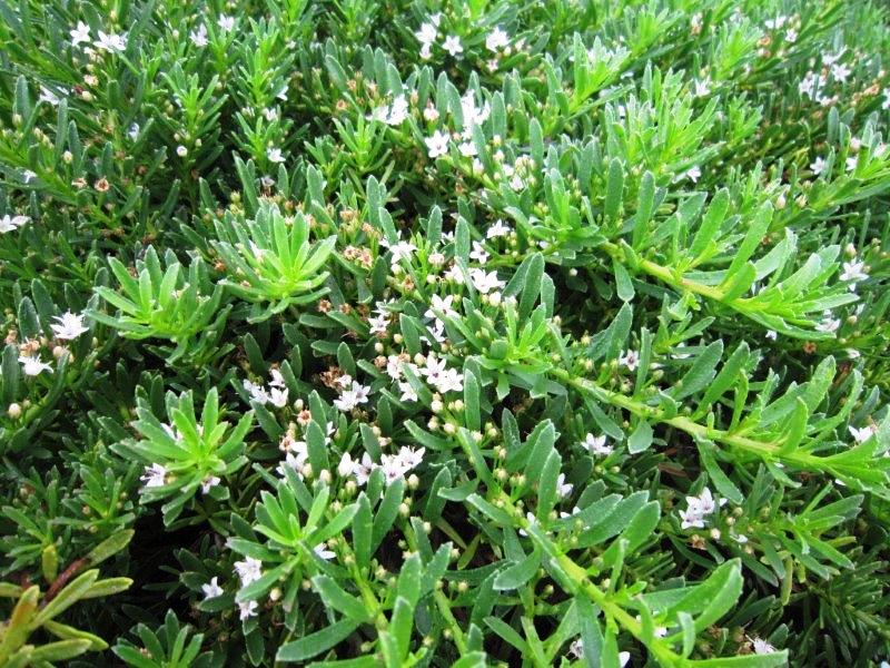 Myoporum parvifolium Yareena PBR MyoparYar Creeping Boobialla, Creeping Myoporum, PARV01