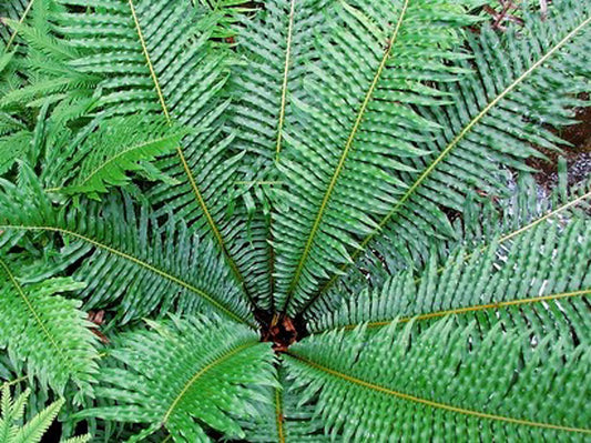 Blechnum nudum Blenud Fishbone Water Fern