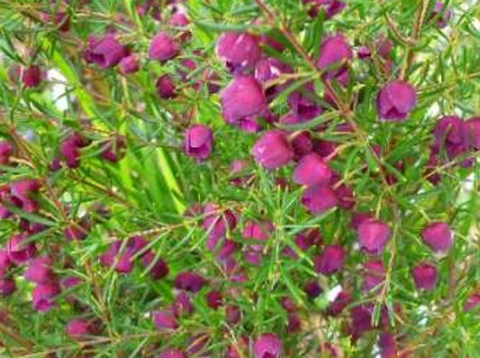 Boronia hybrida Purple Jared BorhybPJ Boronia