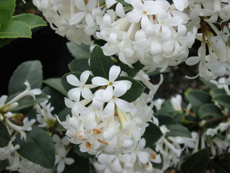 Osmanthus delavayi Pearly Gates OsmdelPG 200mm