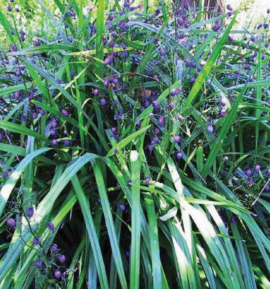 Dianella tasmanica Diatas Tasman Flax Lily