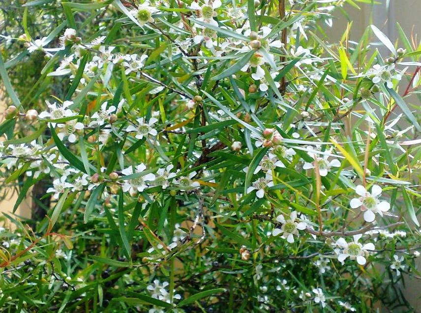 Leptospermum petersonii Leppet Lemon Scented Tea Tree