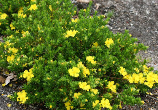 Hibbertia vestita Golden Sunburst HibvesGS Hairy Guinea Flower