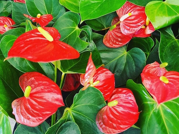 Anthurium andraeanum Antand Flamingo Flower, Laceleaf, Tailflower 140mm