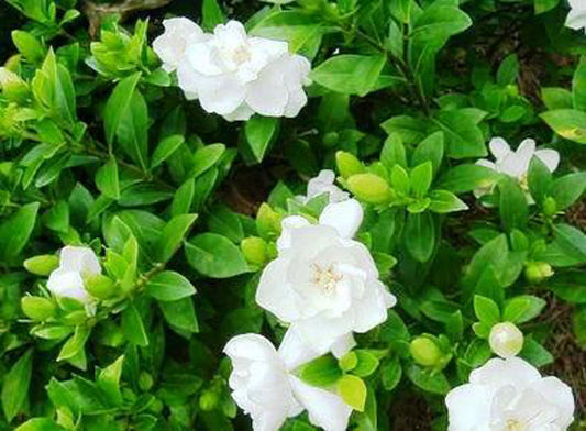 Gardenia augusta Florida GaraugFlo Fragrant Gardenia