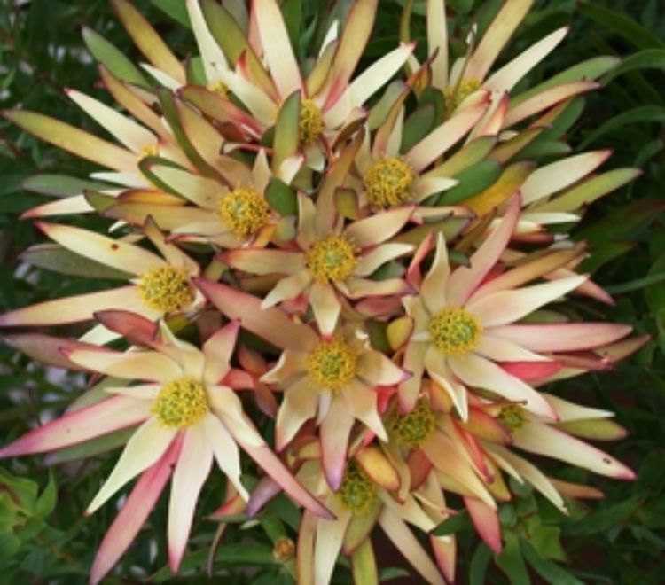 Leucadendron salignum Fireglow LeusalFir Conebush