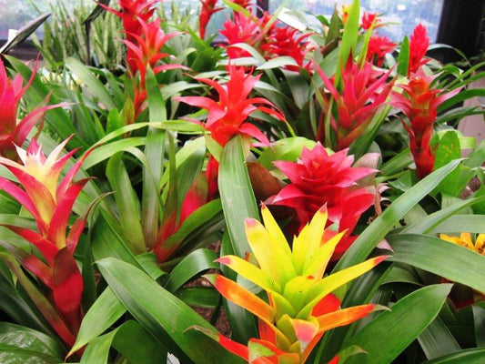 Bromeliad Assorted BroAss Bromeliad