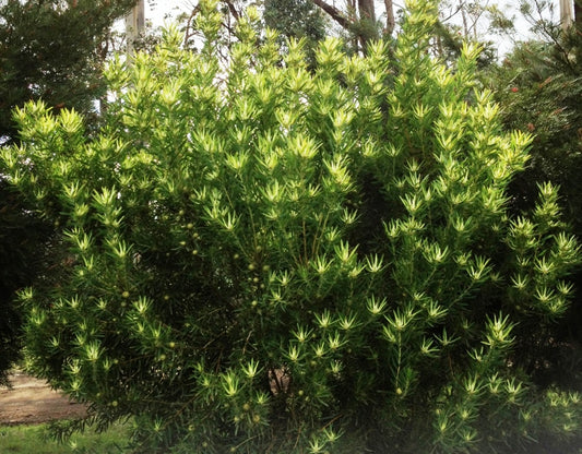 Leucadendron eucalyptifolium Deacon Yellow LeueucDY Gum Leaf Conebush 200mm