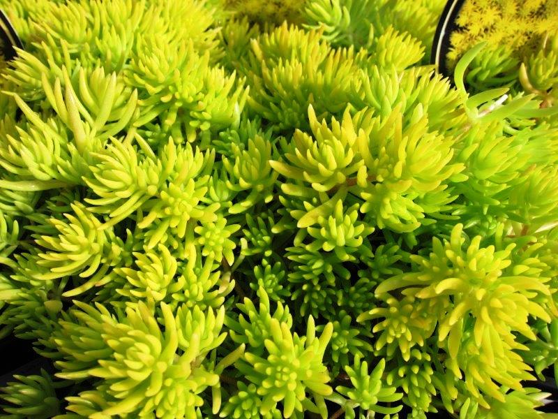 Sedum hybrida Gold Mound SedhybGMo Stonecrop, Succulent